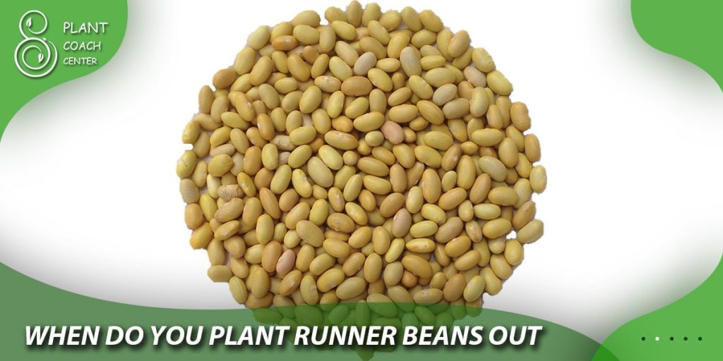 when do you plant runner beans out