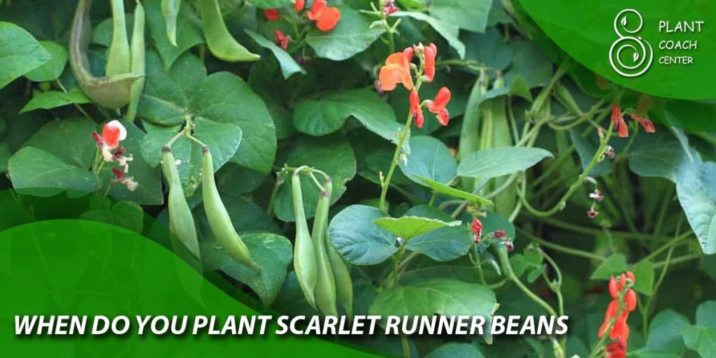 when do you plant scarlet runner beans