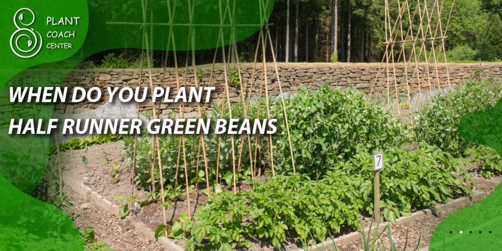 when do you plant half runner green bean