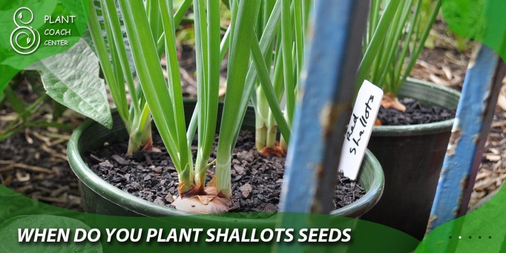 when do you plant shallots seeds