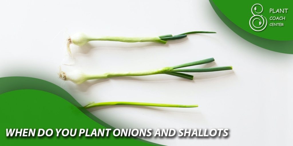 When do you plant onions and shallots