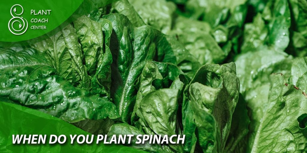 when do you plant spinach