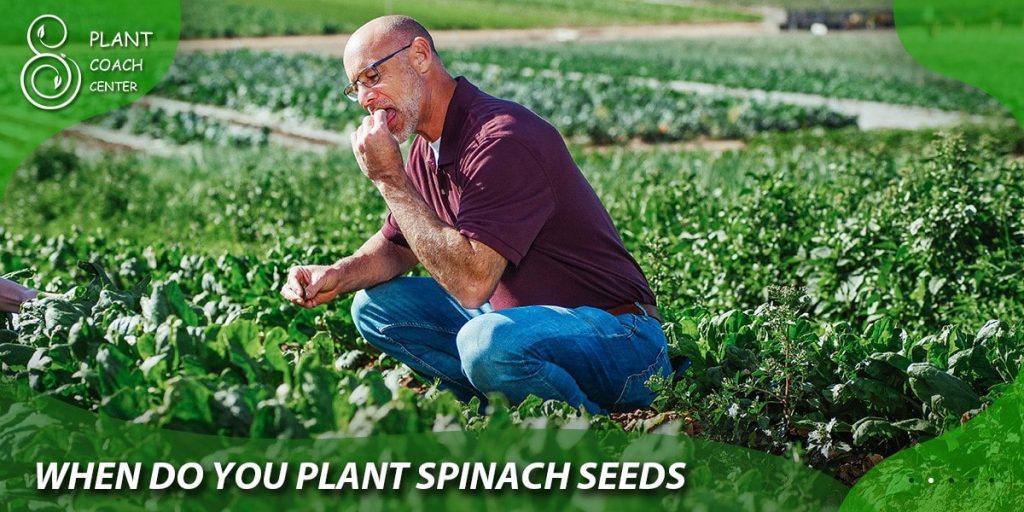 when do you plant spinach seeds