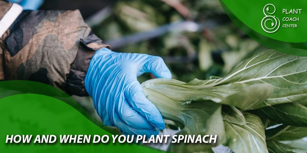 how and when do you plant spinach