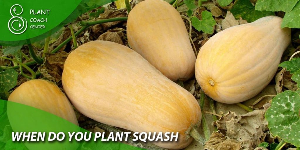 when do you plant squash