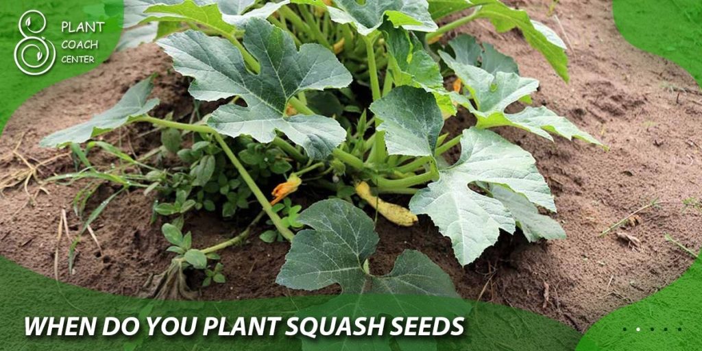 when do you plant squash seeds