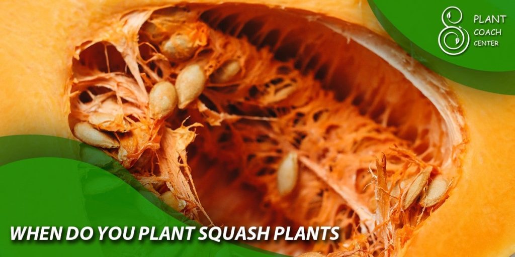 when do you plant squash plants