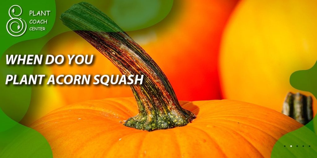 when do you plant acorn squash