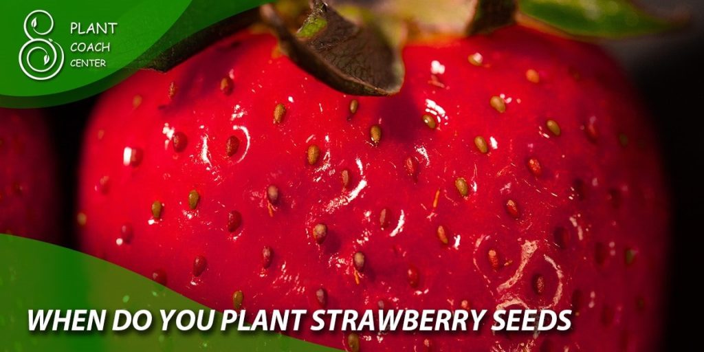 when do you plant strawberry seeds
