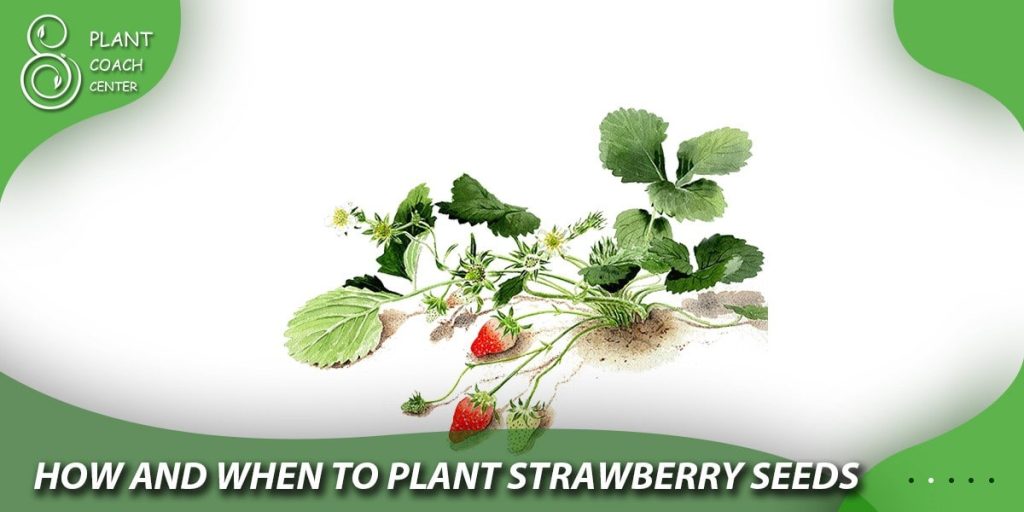 how and when to plant strawberry seeds