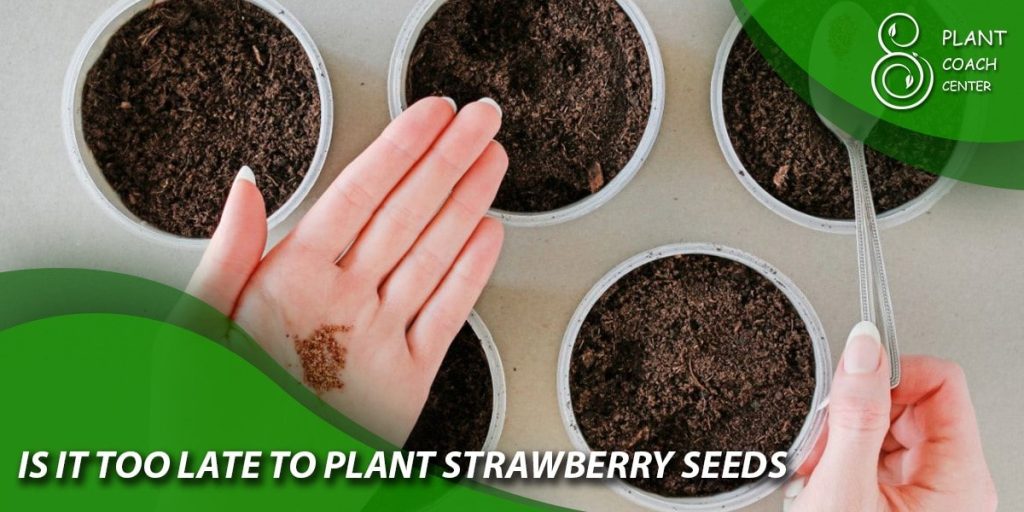 Is it too late to plant strawberry seed