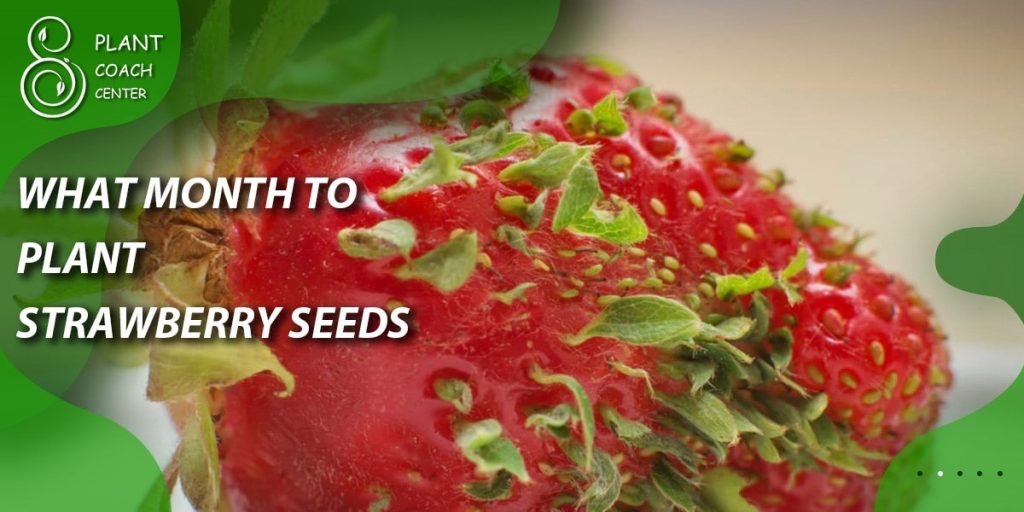 What month to plant strawberry seeds
