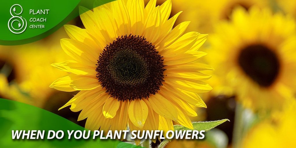 when do you plant sunflowers