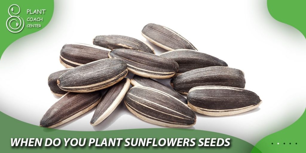when do you plant sunflowers seeds