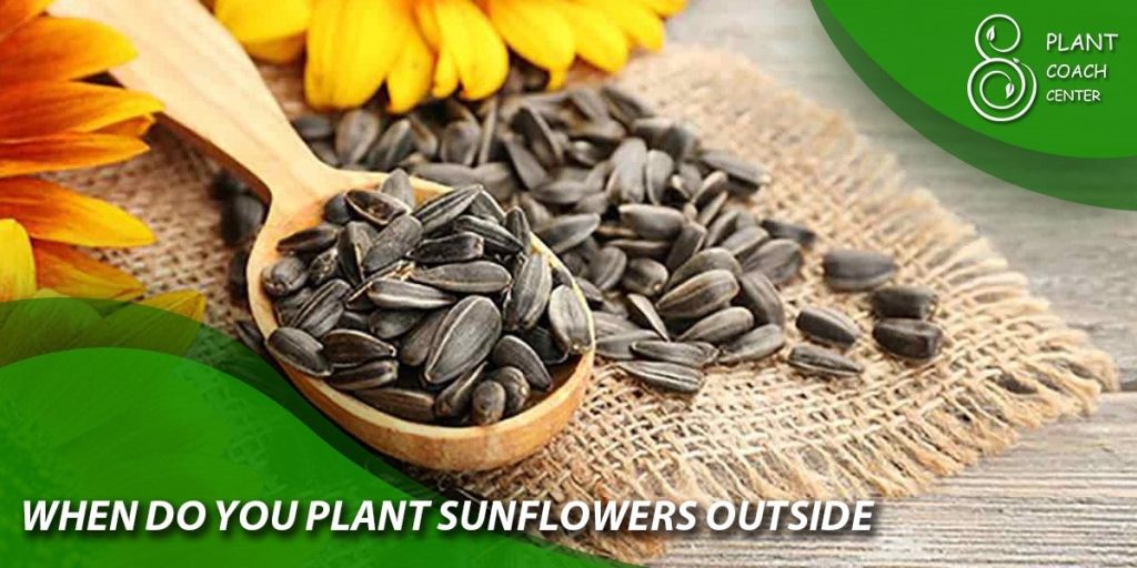 when do you plant sunflower outside