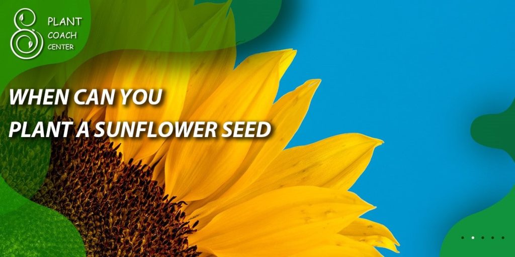 when can you plant sunflowers seed