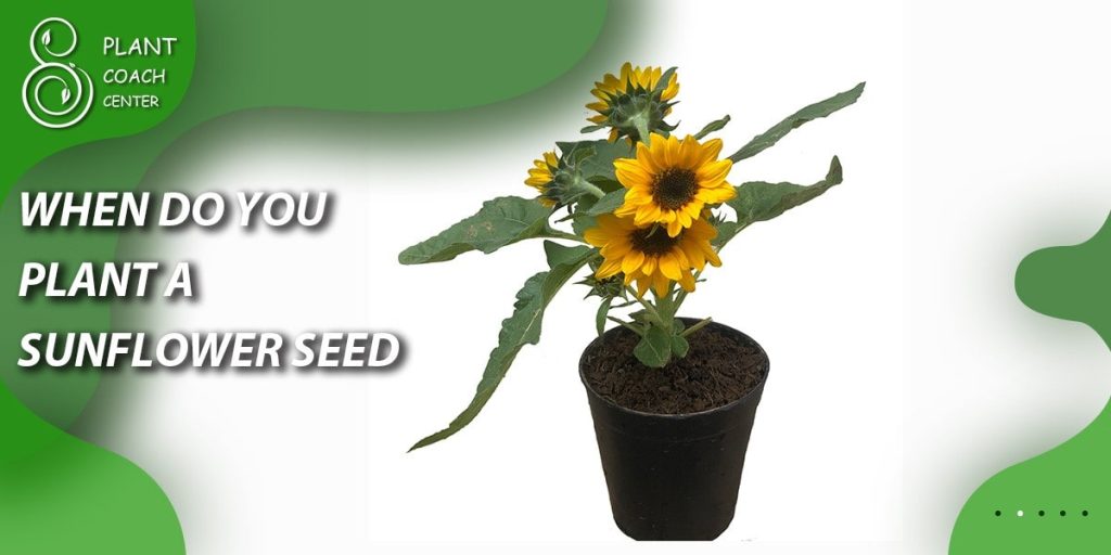 when do you plant a sunflower seeds