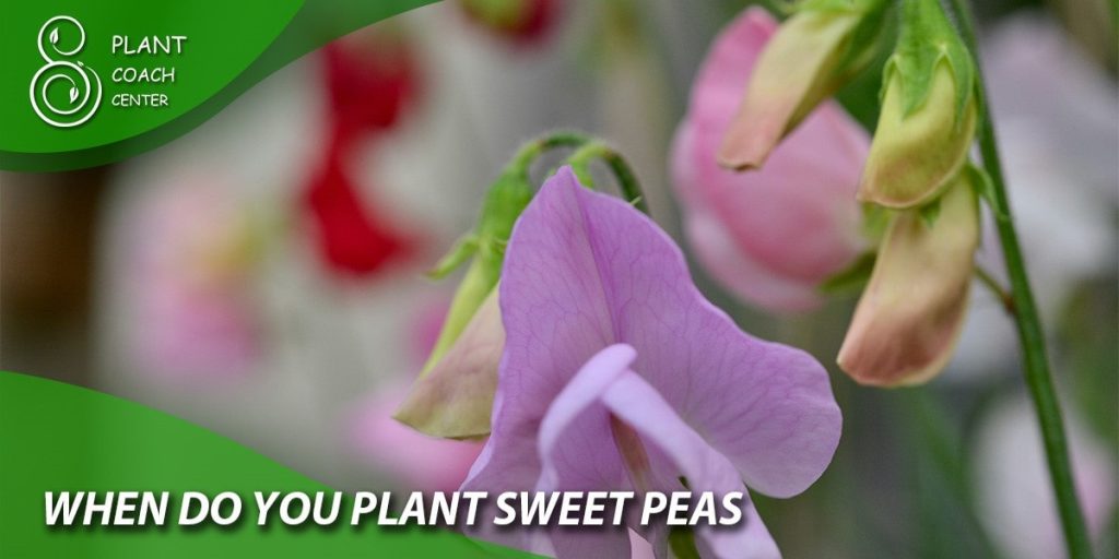 when do you plant sweet peas