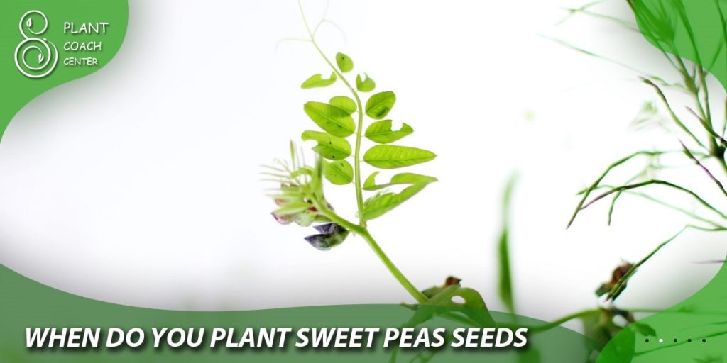 when do you plant sweet peas seeds