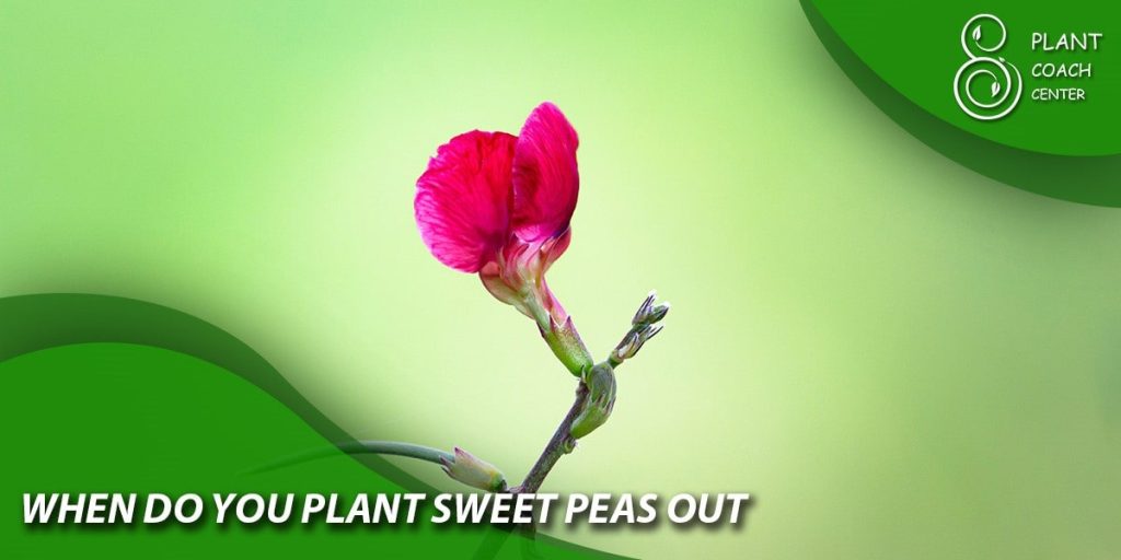 when do you plant sweet peas out