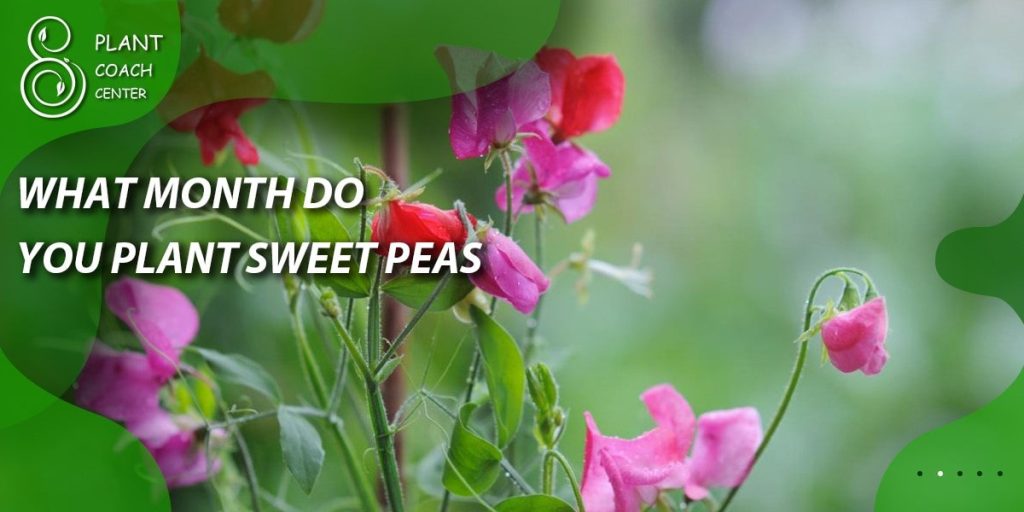What month do you plant sweet peas