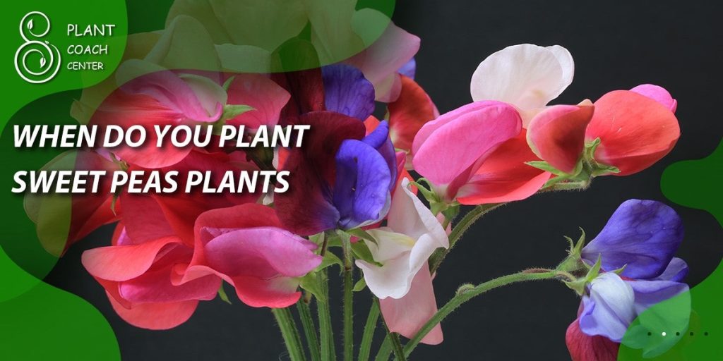 When do you plant sweet peas plants