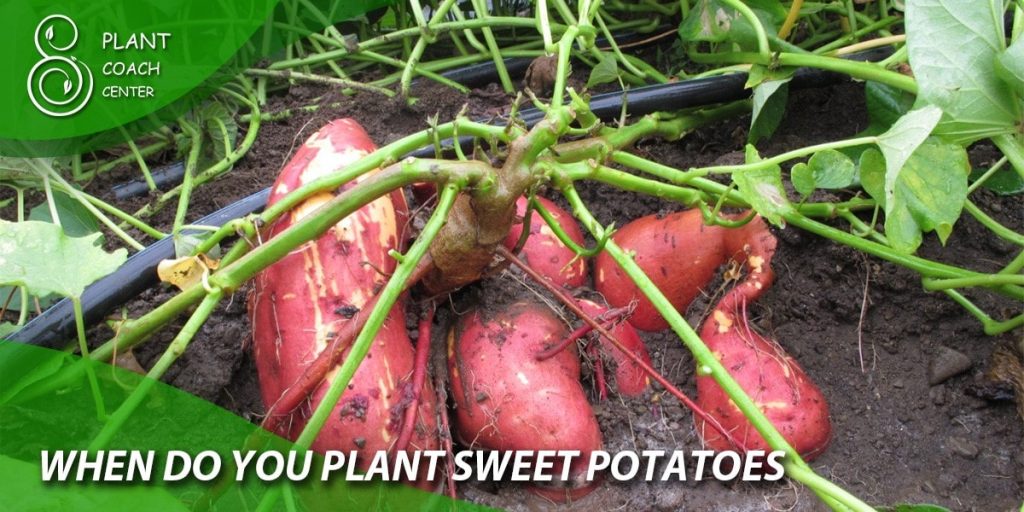 when do you plant sweet potatoes