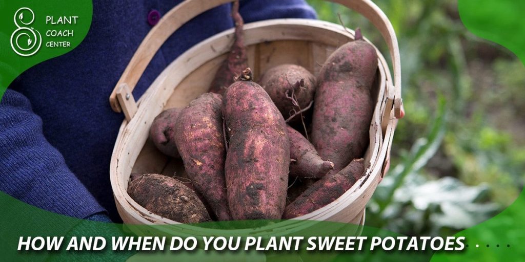 how and when do you plant sweet potatoes