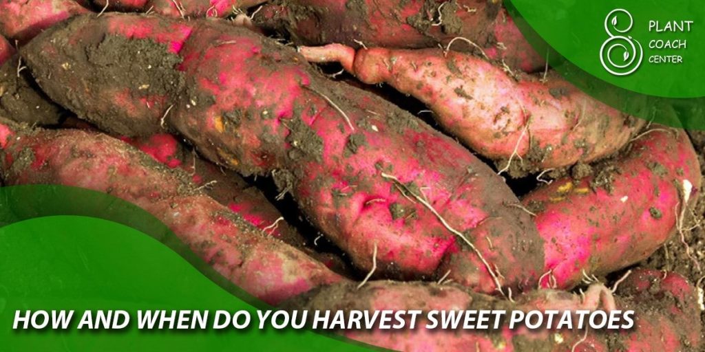 how and when do you harvest sweet potatoes