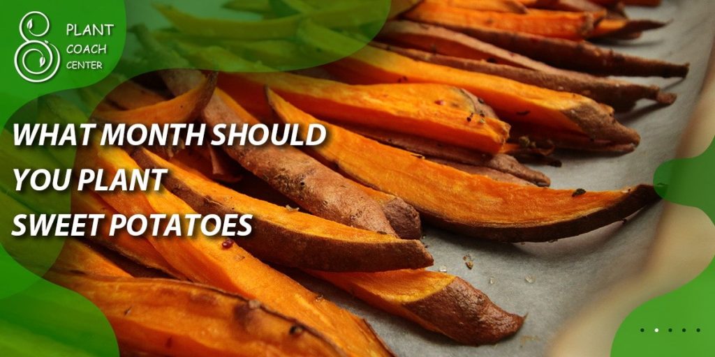 What month should you plant sweet potatoes
