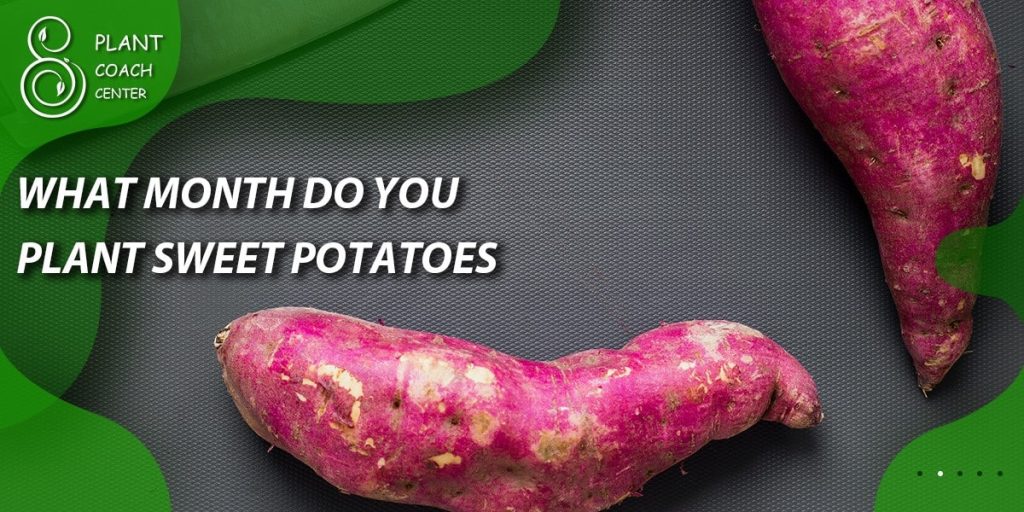 What month do you plant sweet potatoes