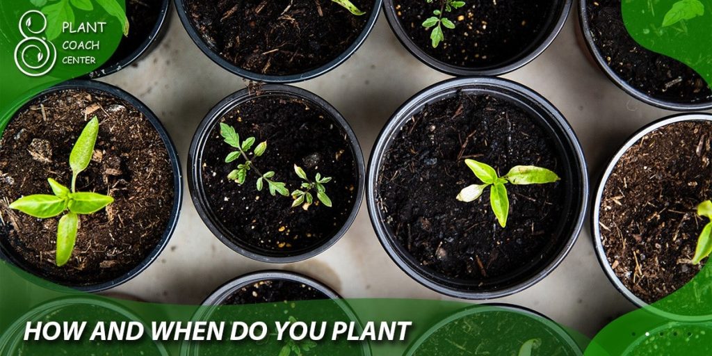 How and when do you plant