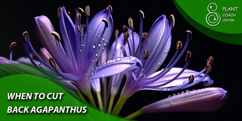 when to cut back agapanthus