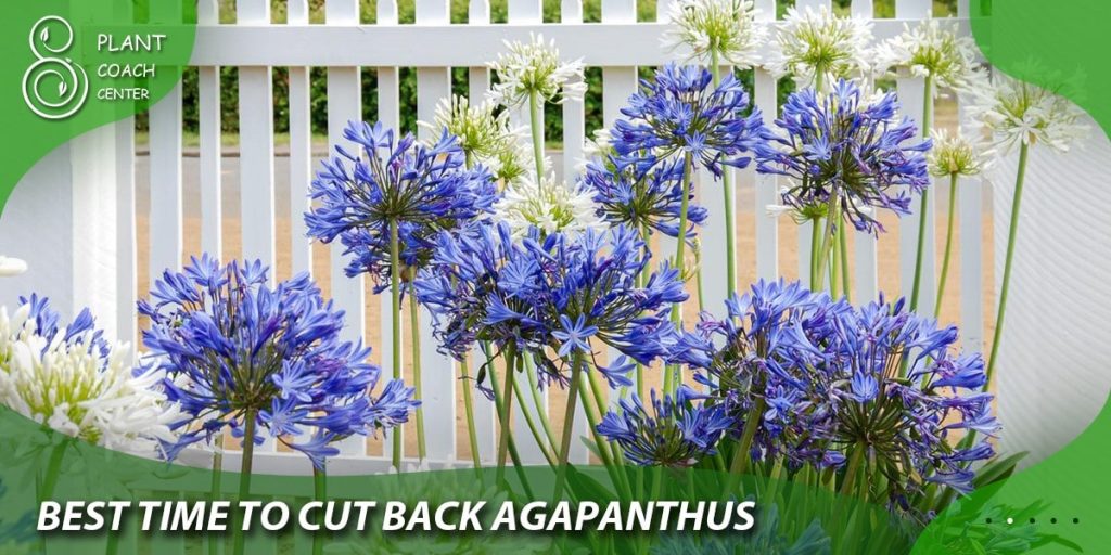 best time to cut back agapanthus