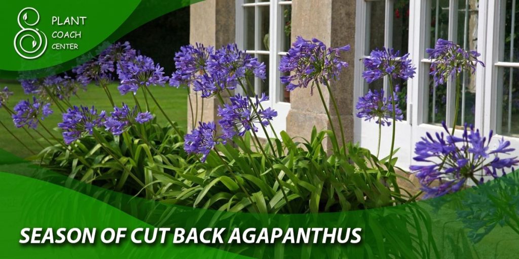 season of cut back agapanthus