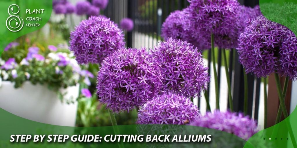 Step-by-Step Guide: Cutting Back Alliums