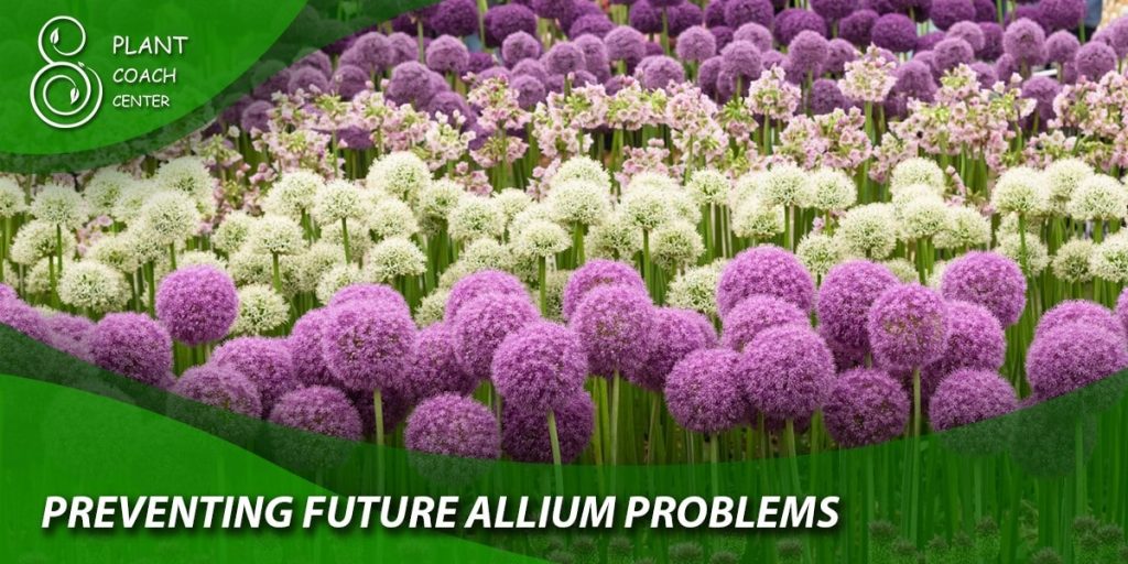 Preventing Future Allium Problems