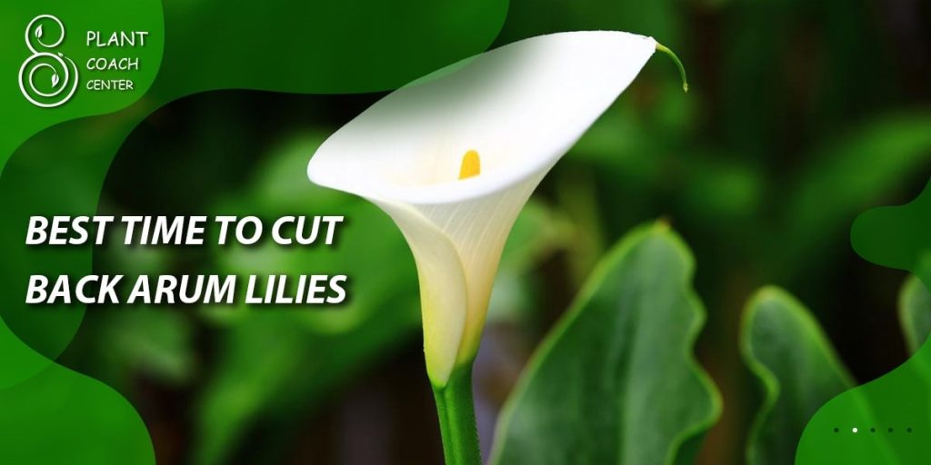 best time to cut back arum lilies
