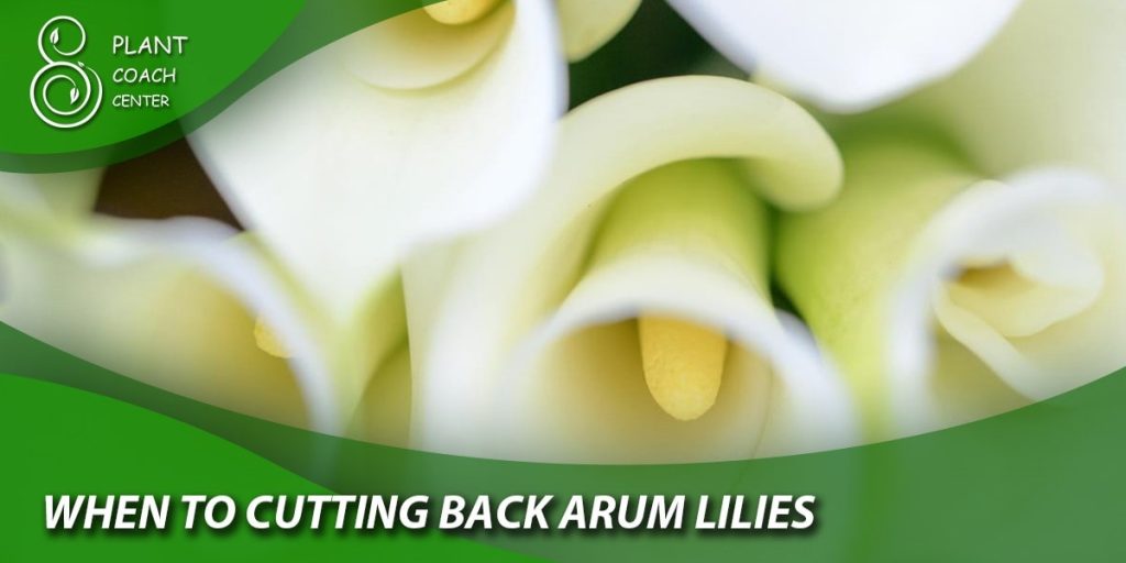 when to cutting back arum lilies