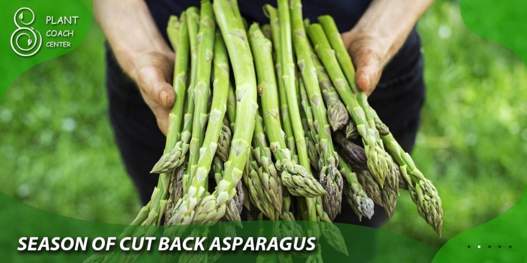 season of cut back asparagus