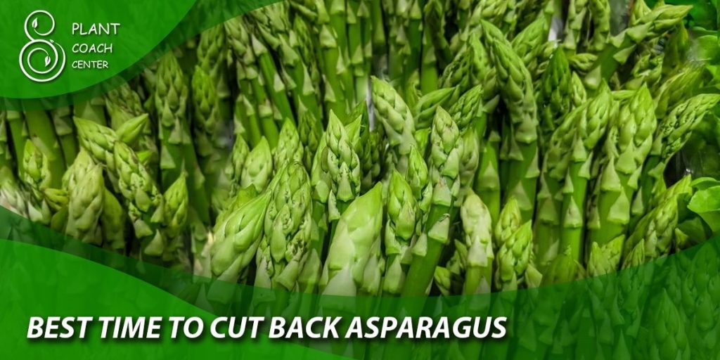 best time to cut back asparagus