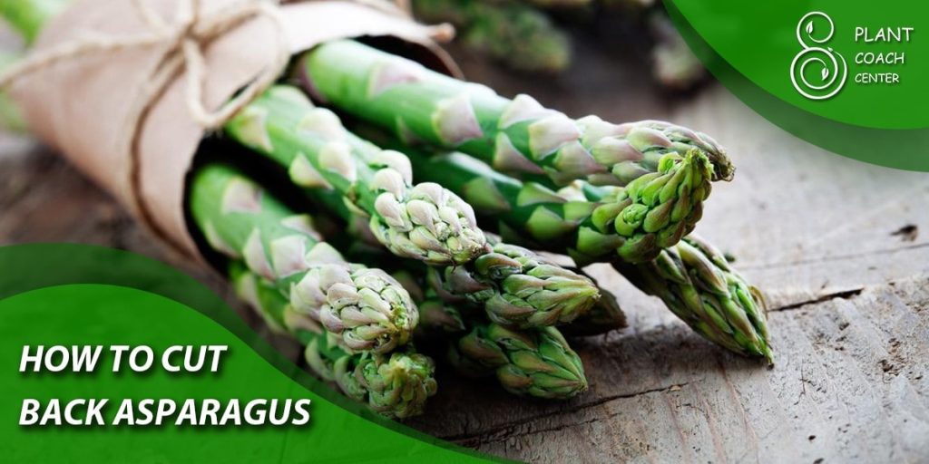  how to cut back asparagus