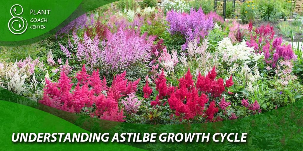 Understanding Astilbe Growth Cycle