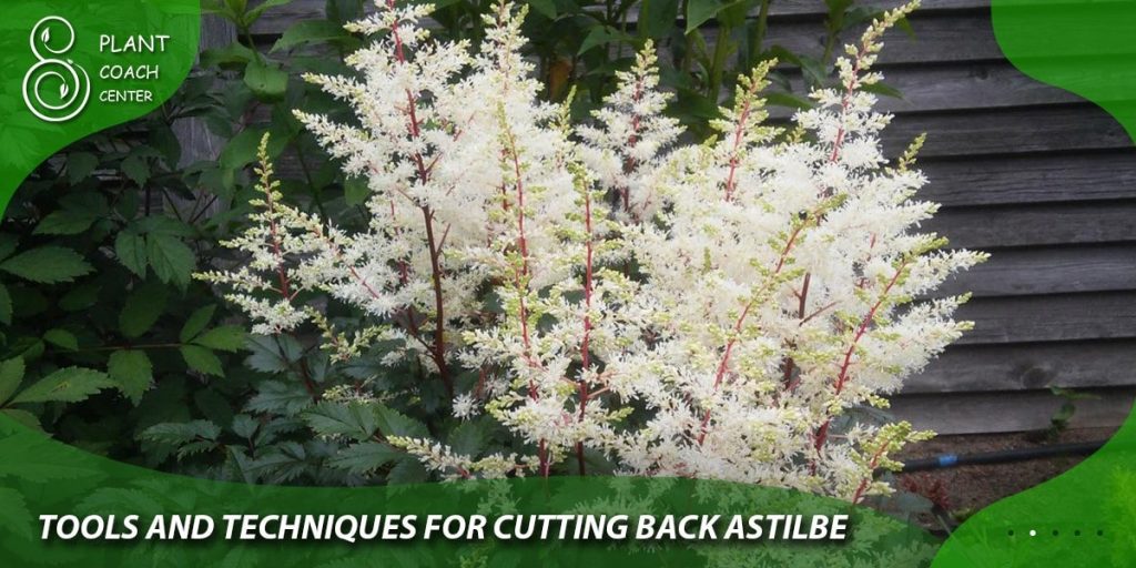 Tools and Techniques for Cutting Back Astilbe
