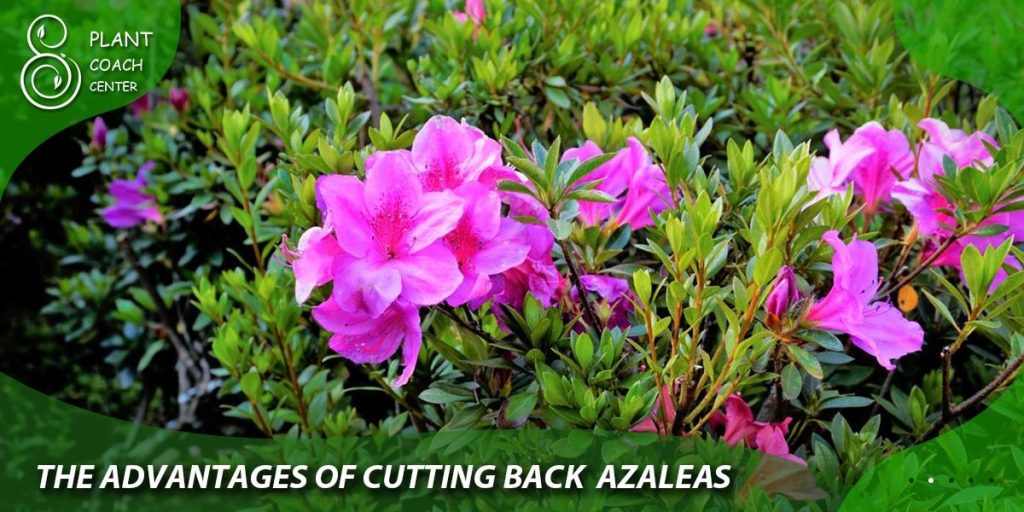 The Advantages of Cutting Back Azaleas