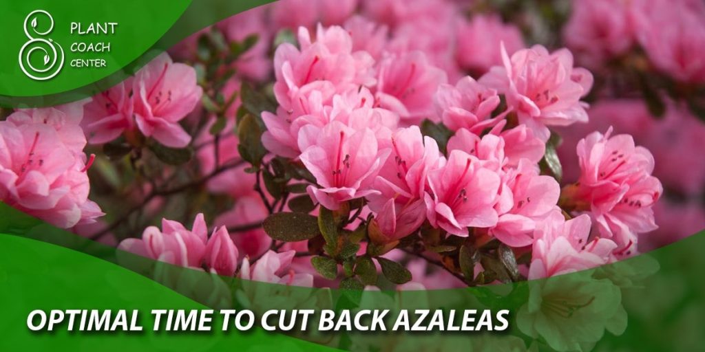 optimal time to cut back azaleas
