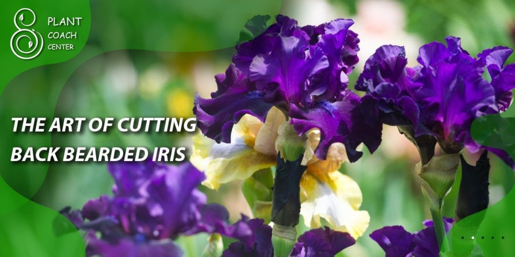 The Art of Cutting Back Bearded Iris
