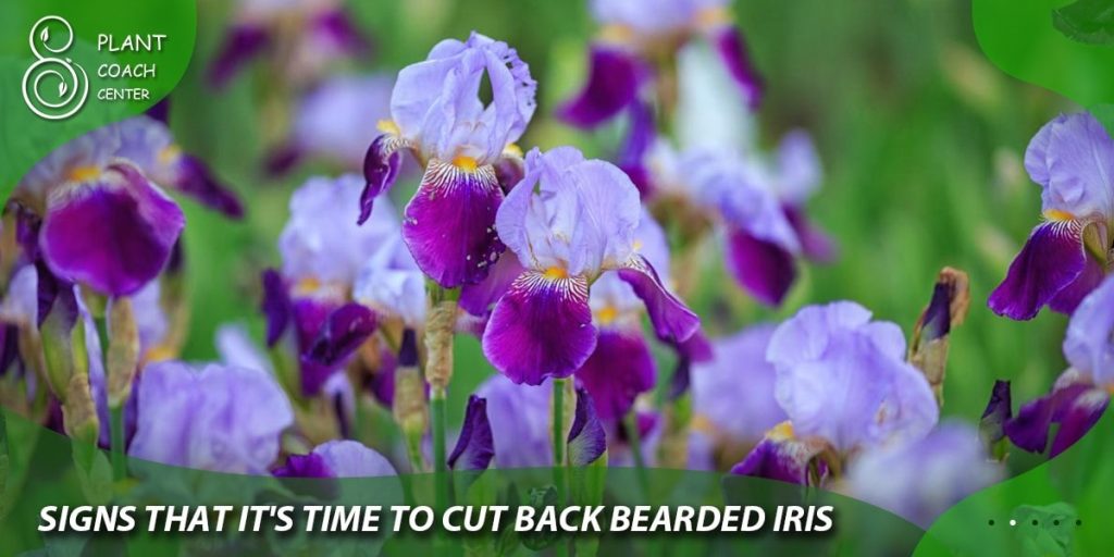 Signs That It's Time to Cut Back Bearded Iris
