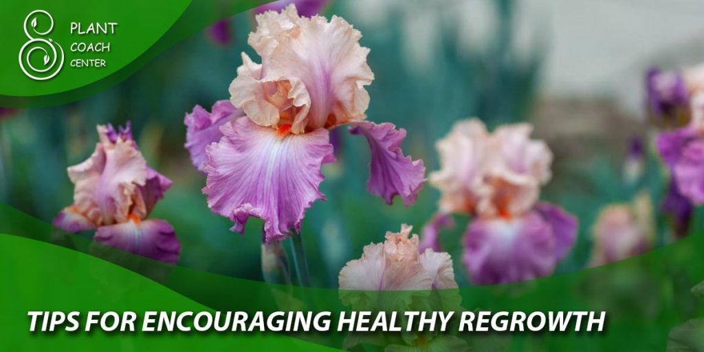Tips for Encouraging Healthy Regrowth