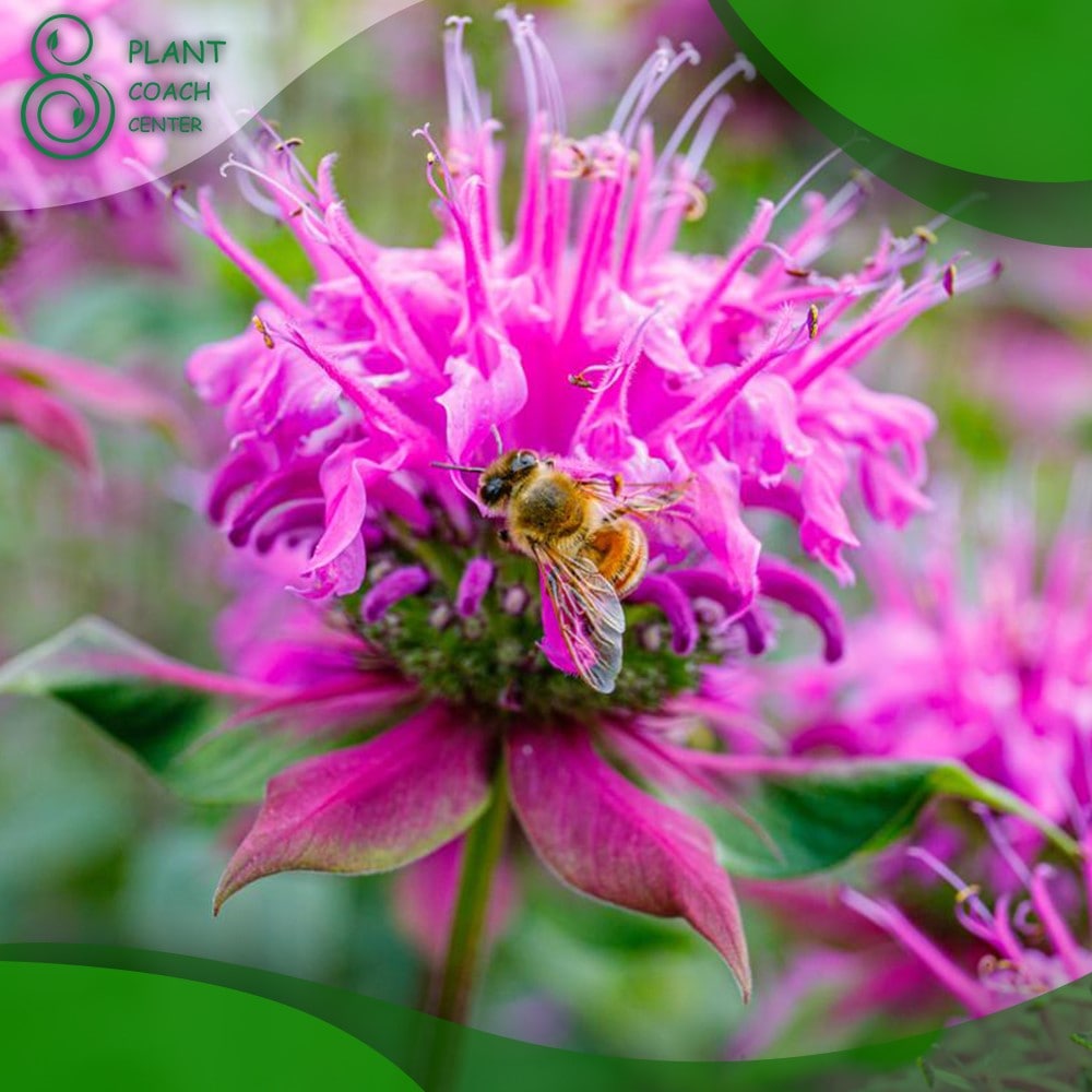 When to Cut Back Bee Balm
